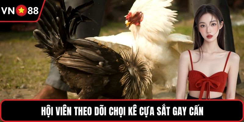 Hội viên theo dõi chọi kê cựa sắt gay cấn
