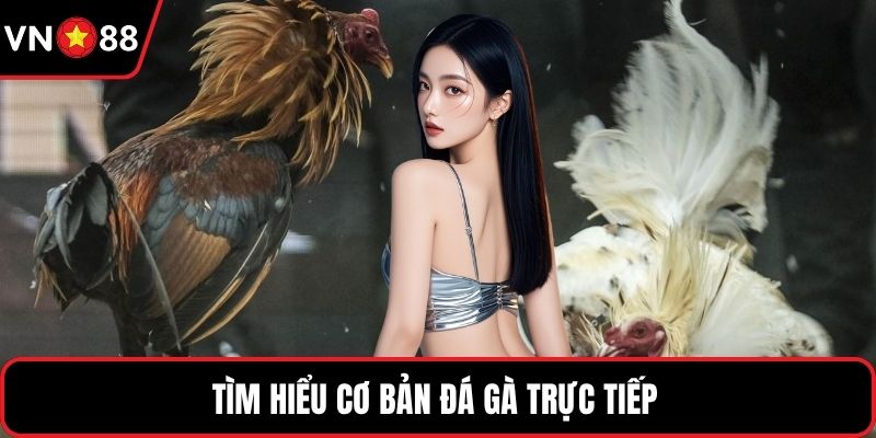 Tìm hiểu cơ bản đá gà trực tiếp